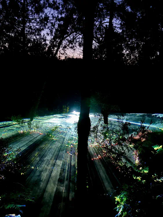 forest-light.jpeg