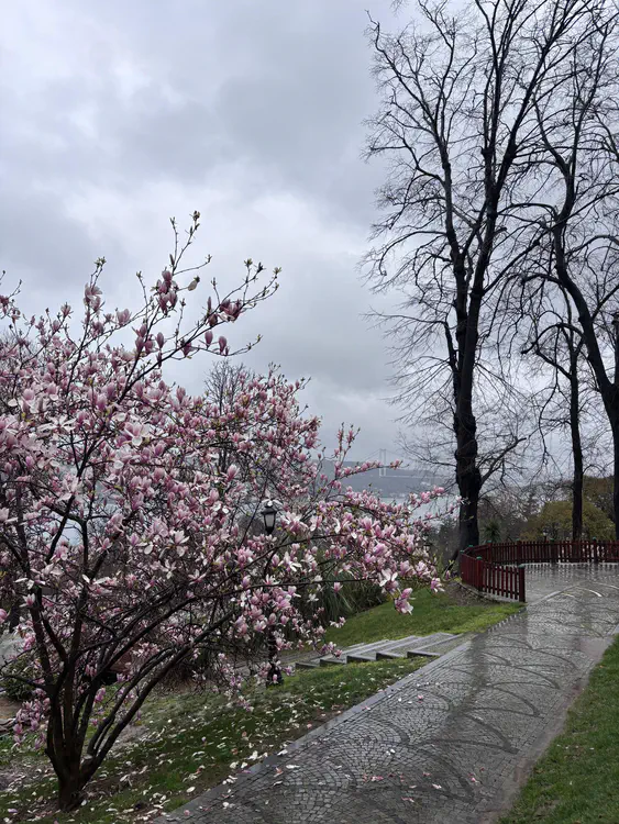 magnolia-bosphorus.jpeg